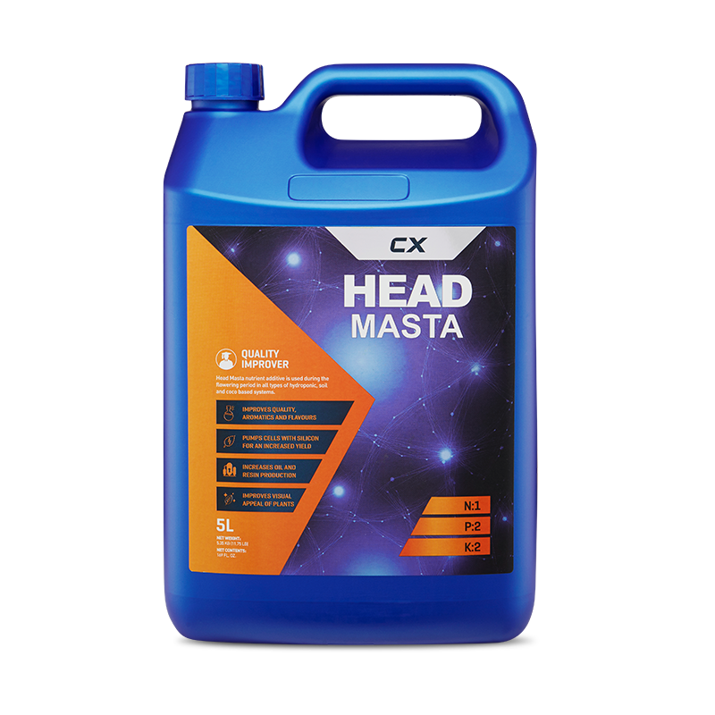 Head Masta