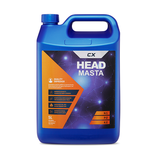 Head Masta